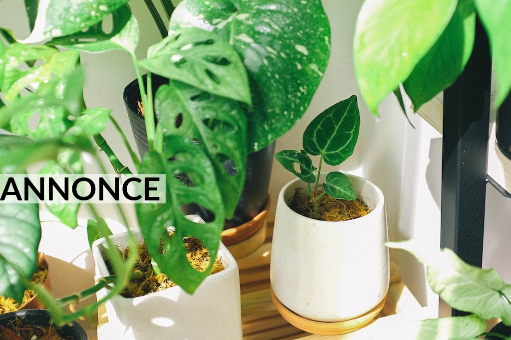 Vilken växtbelysning ska du ha för dina gröna växter?